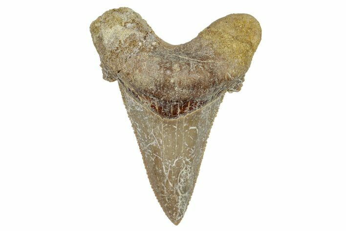 Serrated Sokolovi (Auriculatus) Shark Tooth - Dakhla, Morocco #249683